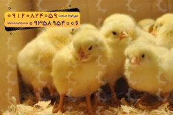 🐣🐣🐣 *جوجه راس ۳۰۸*🐣🐣🐣
