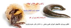 زالوی طبی، طلای نهفته