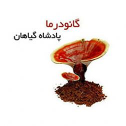 نمایندگی قارچ و قهوه گانودرما